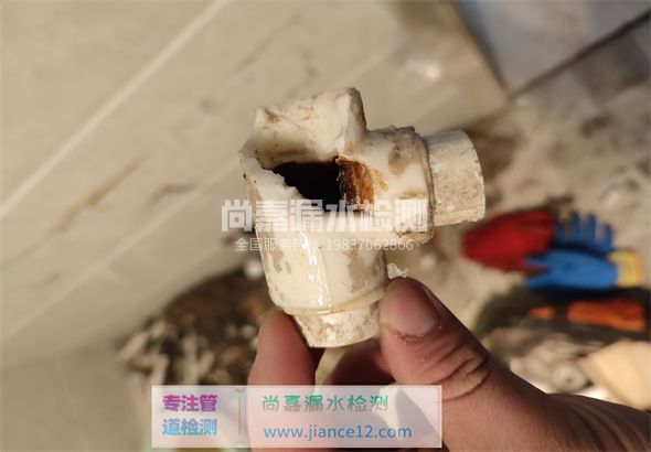 樟树引起漏水的原因有哪些？